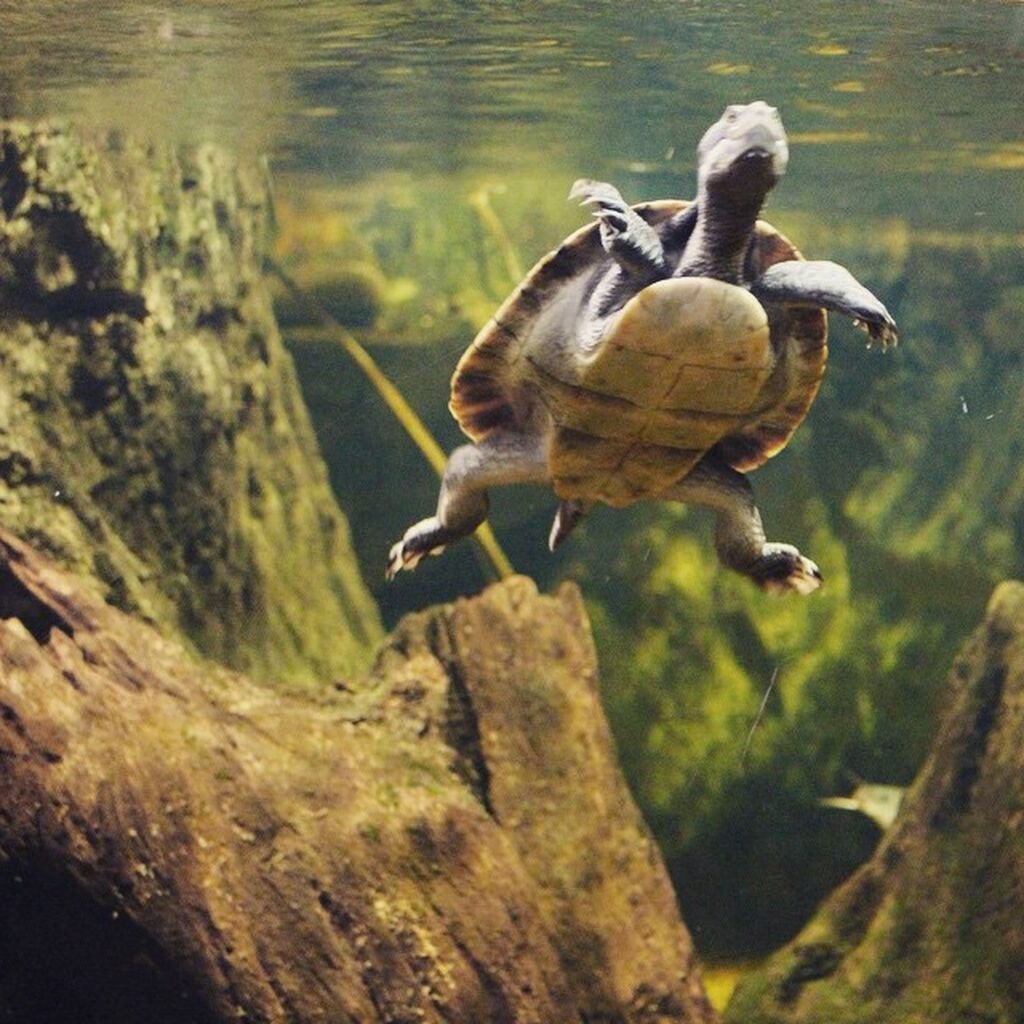 Die Welt der Meeresschildkröten