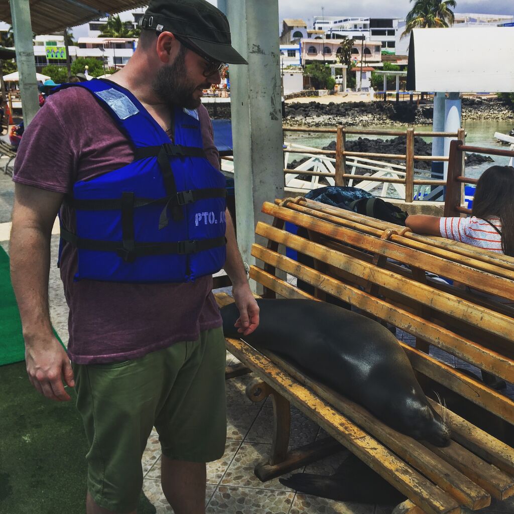 Schlafender Galápagos Seelöwe 🐾