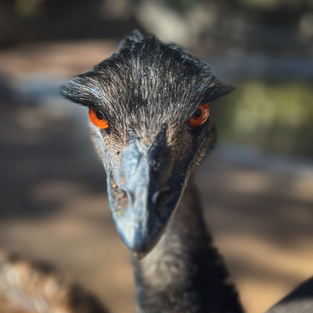 Erleben Sie den Anblick eines Emu-Kopfes