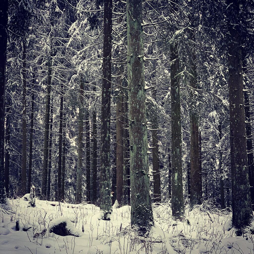 Die Schönheit der Winterlandschaft aus Tannen