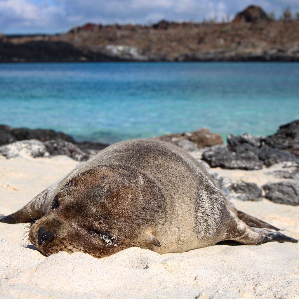 Galápagos Seelöwen – Einzigartig und Schön