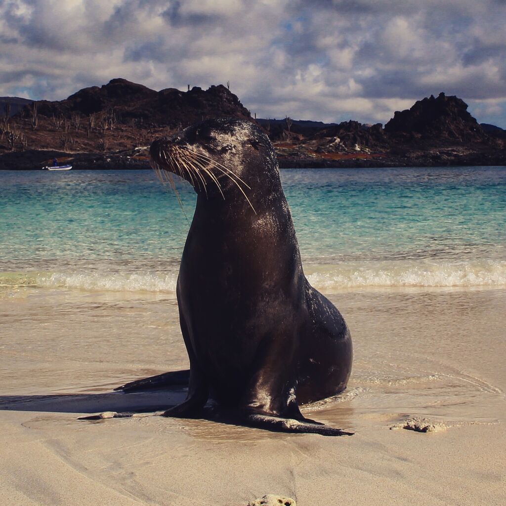 Galápagos Seelöwe in der Sonne