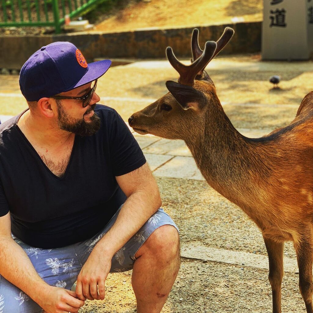 Rehe in Freiheit - Nara, Japan