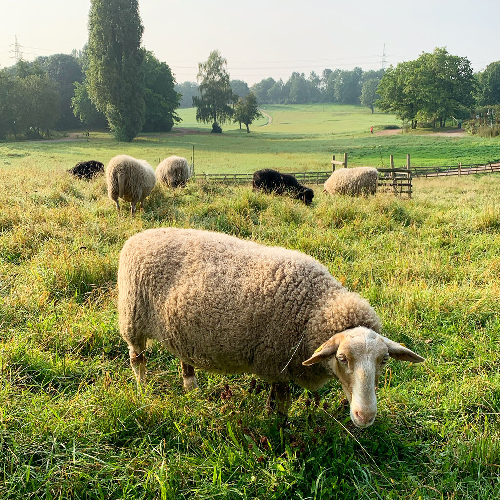 Schafe im Südpark Düsseldorf