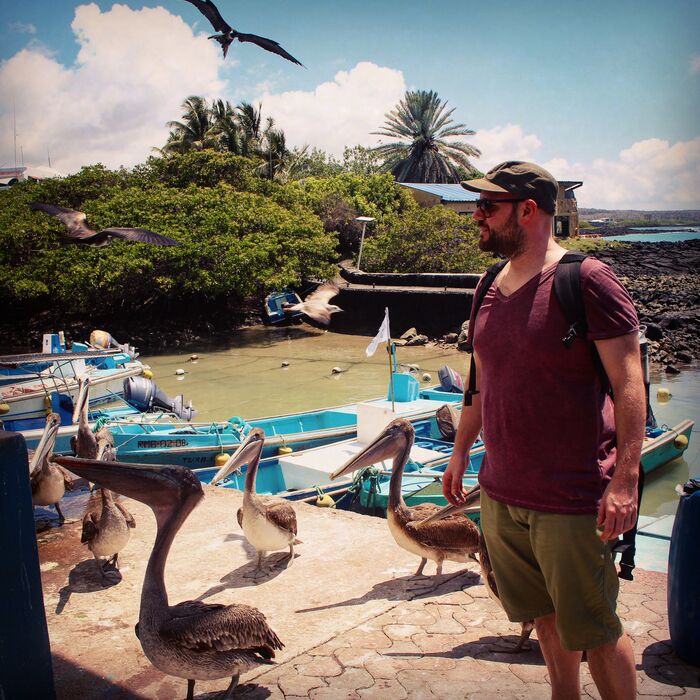 Brauner Pelikan auf den Galapagos Inseln