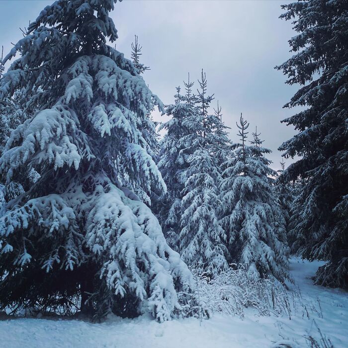 Winterlandschaft in Winterberg entdecken