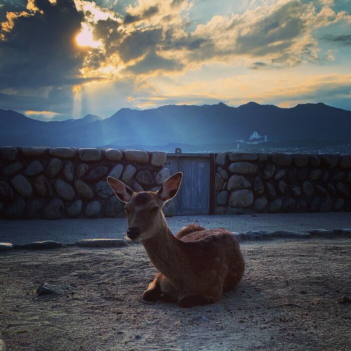 Miyajima-Reh: Erlebe den Satori Moment