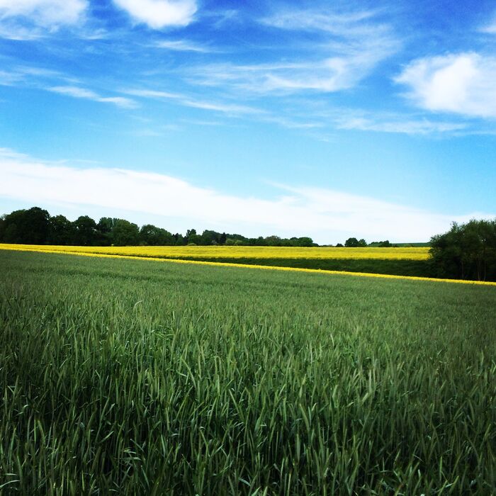 Rapsfeld in Mülheim – Ein Blickfang der Natur